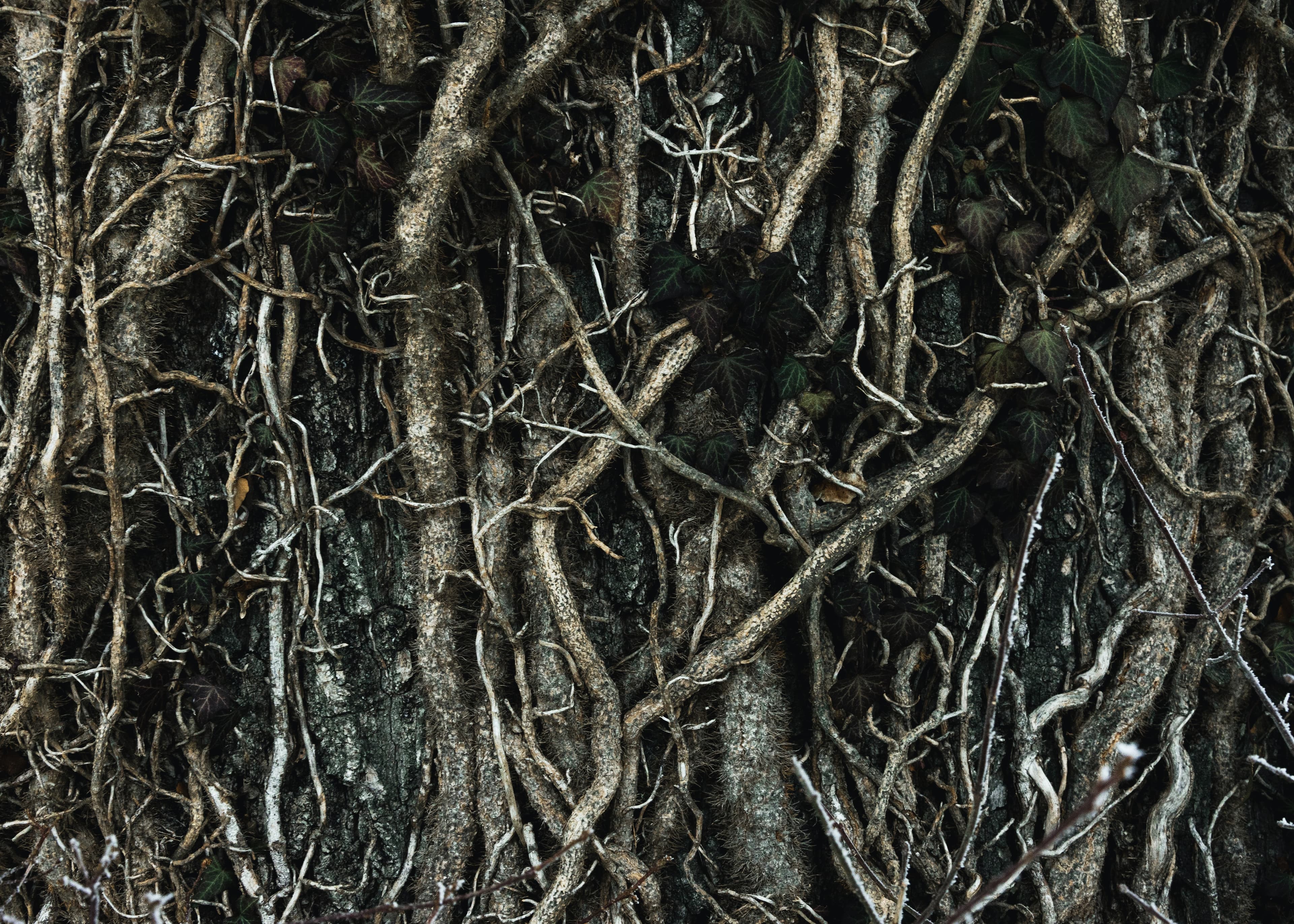 Rooted Header